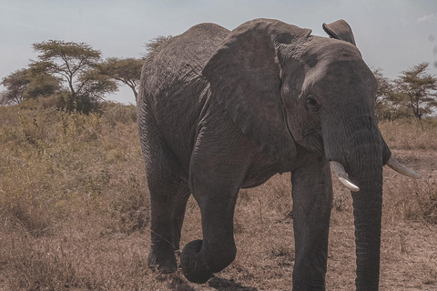 4-Day Tanzania Safari for Senior Travelers