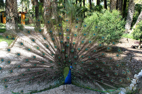 Depuis Alicante : visite du jardin botanique national