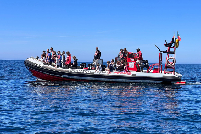 Lagos: Dolphin Watching and Benagil Caves Boat Tour