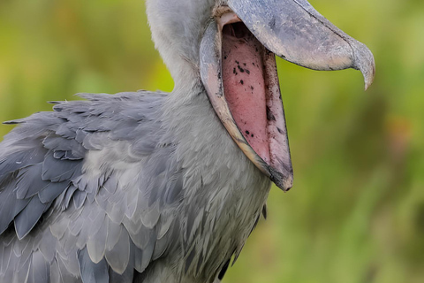 Kampala: Mabamba Wetland Shoebill Stork Tour & Lunch