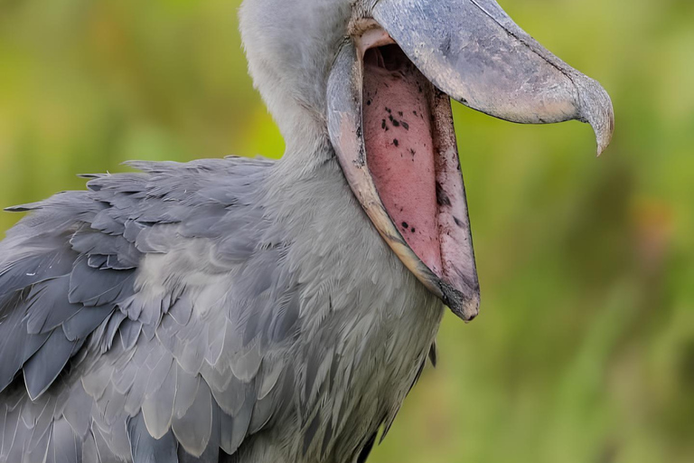 Kampala: Mabamba Wetland Shoebill Stork Tour & Lunch