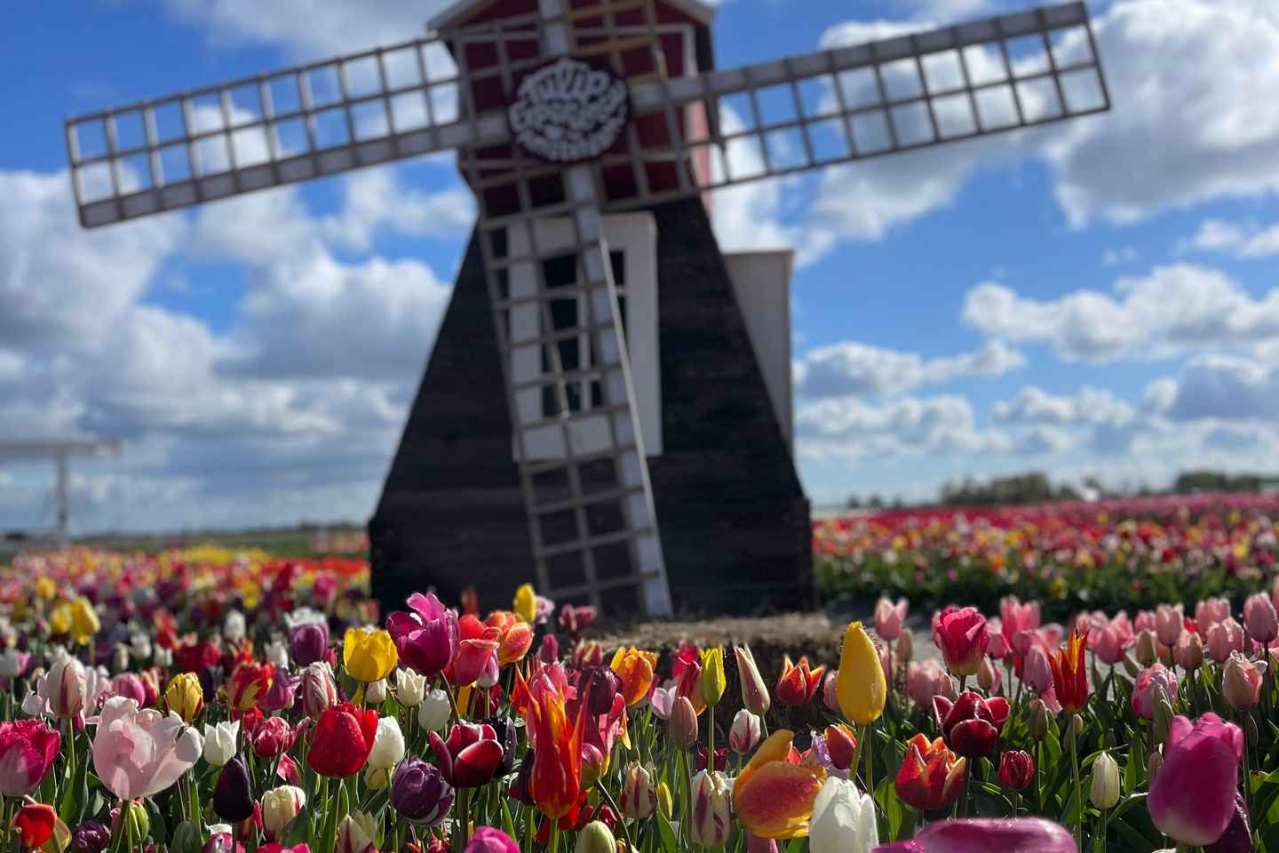 Dutch Countryside: , windmills, Villages, Cheese & Clogs - Dutch Countryside: , windmills, Villages, Cheese & Clogs