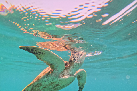 Tour pomeridiano di snorkeling delle isole Dimaniyatgita in barca privata