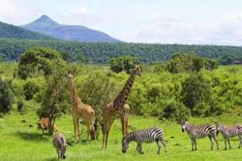 Arusha: Excursão de um dia ao Parque Nacional com Safari a Pé