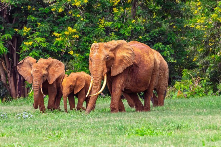 Mombasa/Diani: 3 Days Private Tsavo East & West Safari