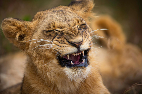 Nairobi National Park: Tour in a 4X4 Van (WiFi Included)Nairobi National Park: Tour in a Safari Van (WiFi Included)