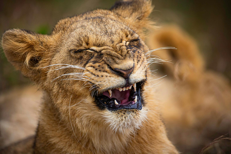 Nairobi National Park: Tour in a 4X4 Van (WiFi Included)Nairobi National Park: Tour in a Safari Van (WiFi Included)