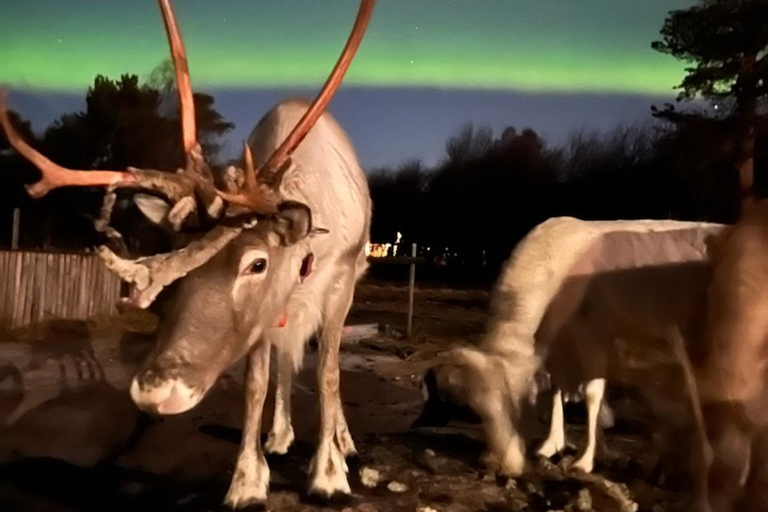 Tromsø: Northern Lights, Reindeer Feeding, Sami Camp, Museum