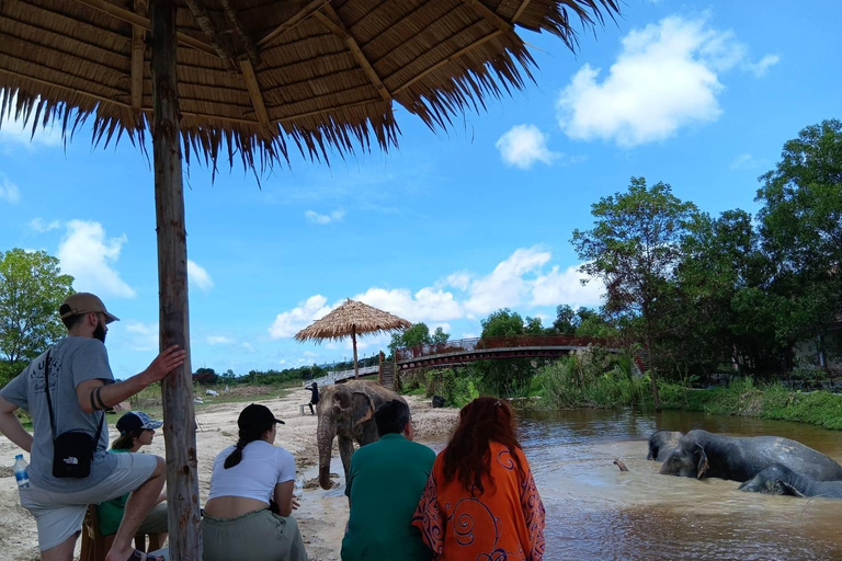 Phuket: Reserva de elefantes Freedom - Paseo por la naturaleza etéreaPhuket: Tour por la reserva natural Freedom Elephant Reserve con paseo y alimentación de elefantes
