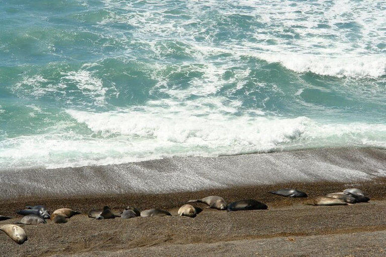 Peninsula Valdes Shore Tour for Cruise Passengers + City