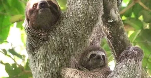 Manuel Antonio Park: Guided Tour + TICKET INCLUDED option