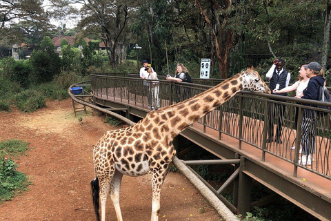 Nairobi: Giraffe Feeding & Photography Experience