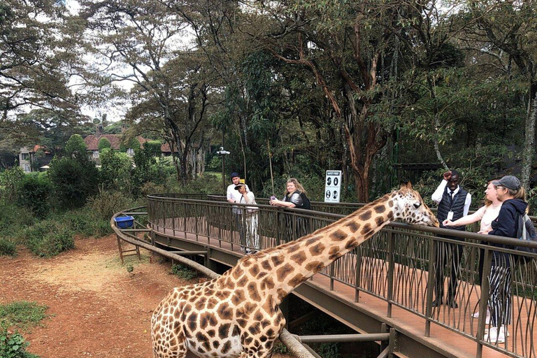 Nairobi: Giraffe Feeding & Photography Experience