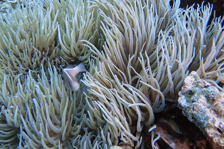 Moalboal : Scuba Diving Sardine Run and Turtle Chasing Scuba Diving: Sardine Run, Turtle Chasing &Pescador Island