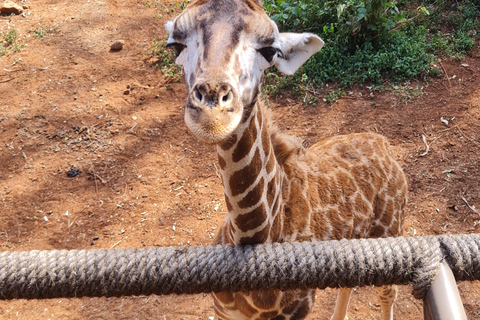 Private Cultural Souvenir Shopping and Giraffe Center Tour