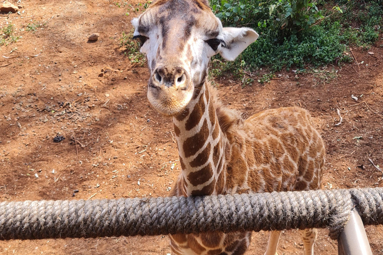 Private Cultural Souvenir Shopping and Giraffe Center Tour