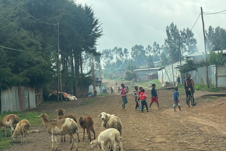 From Addis Ababa: 3-Day Ethiopia Highlights Adventure