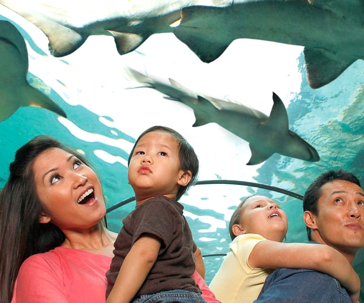 Amerikanischer Traum: SEA LIFE® Aquarium Eintrittskarte