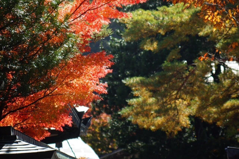 Osaka: The beautiful leaves of Autumn