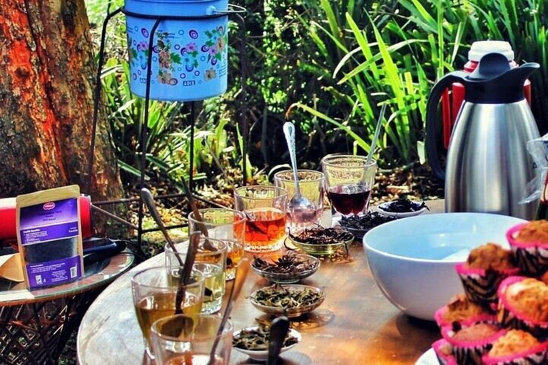Taste the Rare: Kenya’s Purple Tea Discovery