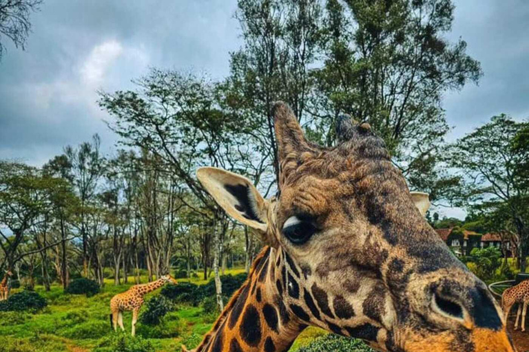 2-stündige private Tour im Giraffe Centre in Nairobi