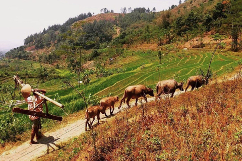 Yogyakarta: Tempio di Selogriyo e terrazza di riso Soft Trekking