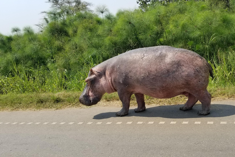 Uganda: 10-dagars safariäventyr från Entebbe