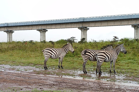 Nairobi National Park Half-Day Safari – Wildlife Game Drive