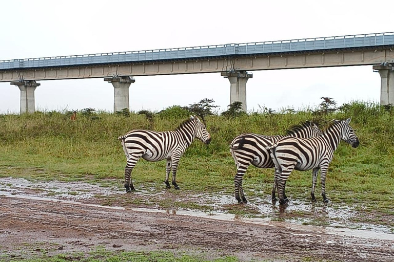 Nairobi National Park Half-Day Safari – Wildlife Game Drive