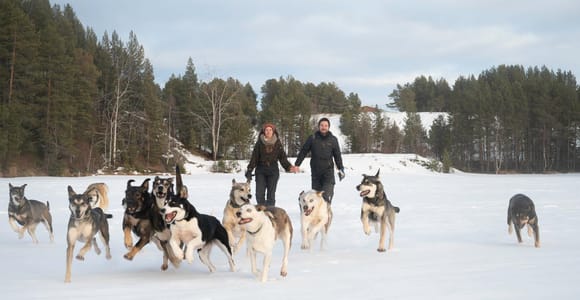 Kiruna: Small Group Dog Sled Tour with a Unique Team of Dogs