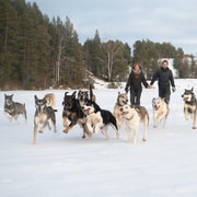 Kiruna : excursion en traîneau à chiens en petit groupe