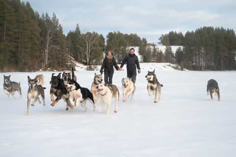 Kiruna : Safari en traîneau à chiens en petit groupe avec une meute unique