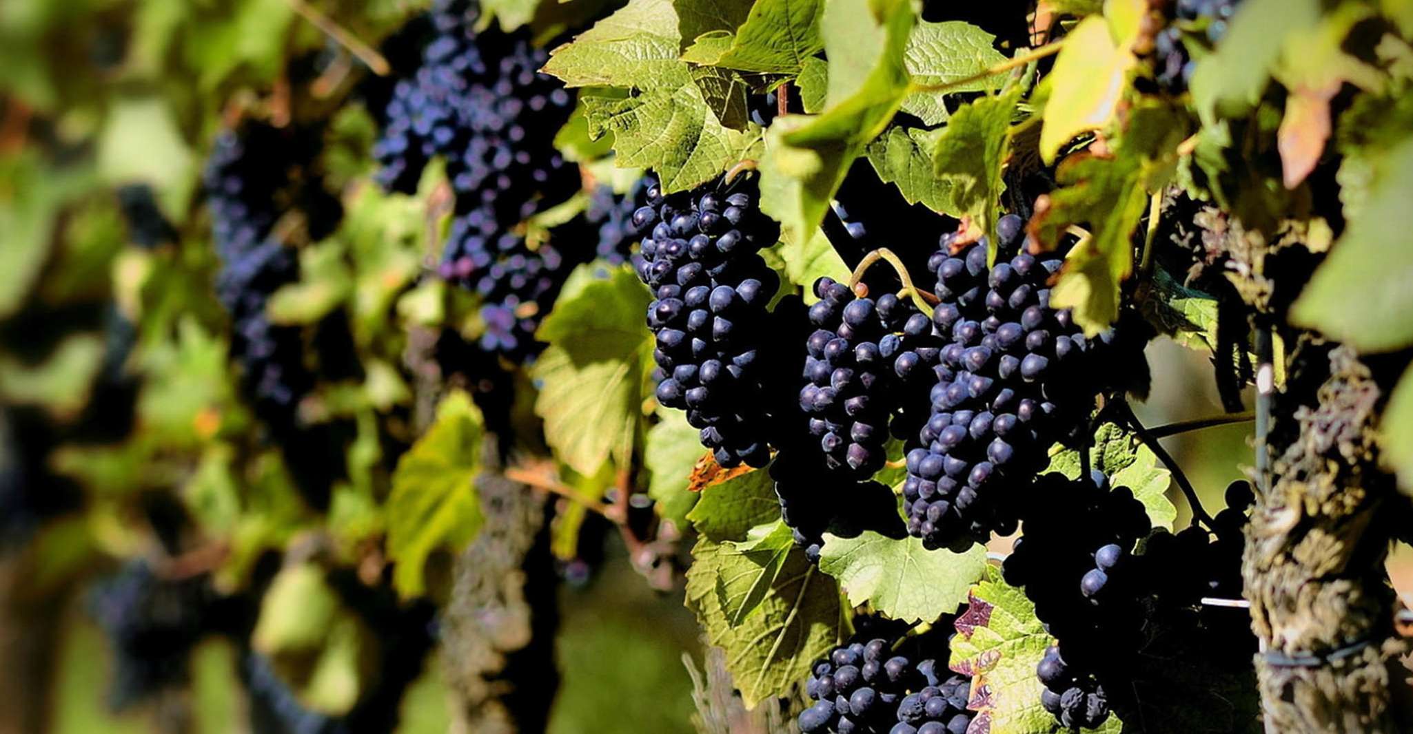 Polish vineyards! (Gródek and a Jaworz watchtower) - Housity