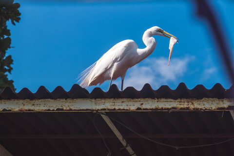 Rio de Janeiro: tour in barca della Laguna di Tijuca con fauna selvaticaRio de Janeiro: giro in barca sulla Laguna di Tijuca con fauna selvatica