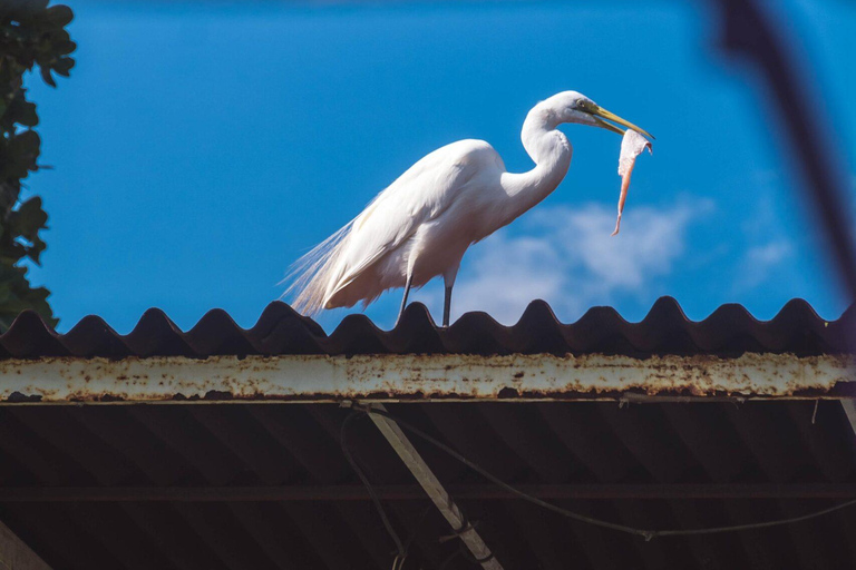 Rio de Janeiro: tour in barca della Laguna di Tijuca con fauna selvaticaRio de Janeiro: giro in barca sulla Laguna di Tijuca con fauna selvatica