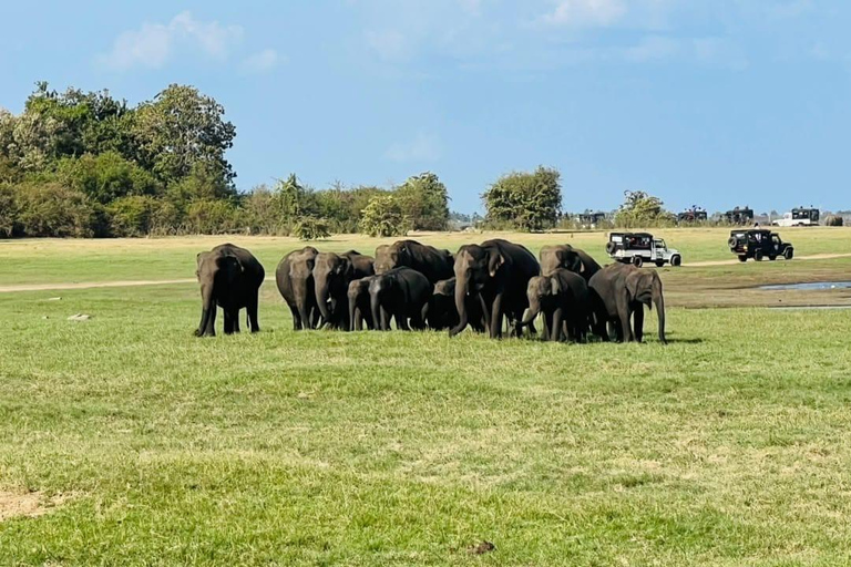 Sigiriya & Dambulla: All-Inclusive Wildlife Safari with Meal From Sigiriya & Dambulla: Elephant Safari (Jeep Only)