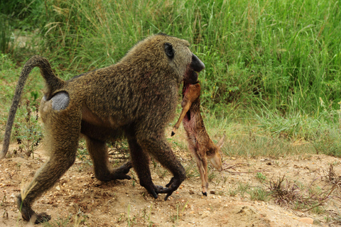 عنتيبي: رحلة سفاري لمدة 3 أيام في منتزه الملكة إليزابيث الوطني