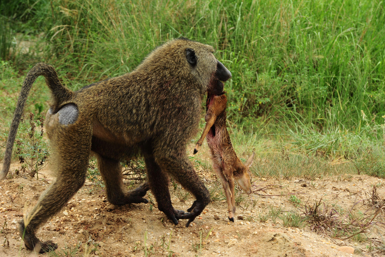 عنتيبي: رحلة سفاري لمدة 3 أيام في منتزه الملكة إليزابيث الوطني