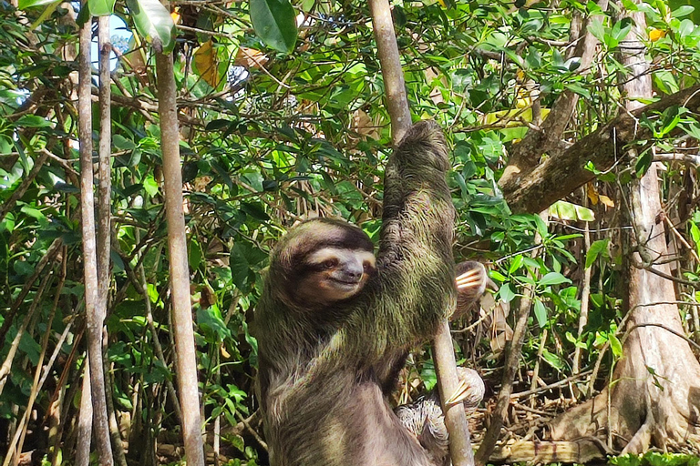 Puerto Viejo Talamanca: Wandere durch das Gandoca Manzanillo Wild Life Refuge.