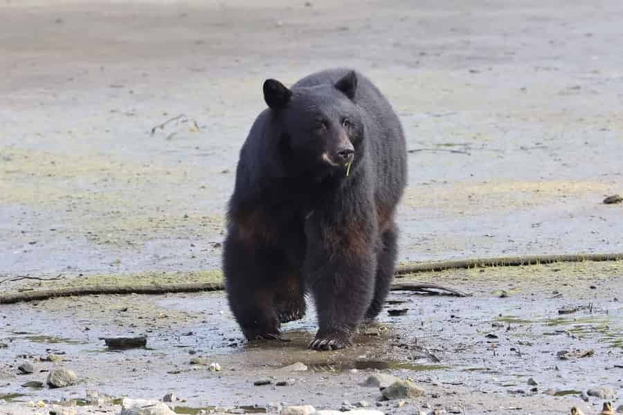 Ketchikan: Individuelle private Tour mit Guide. Foto: GetYourGuide