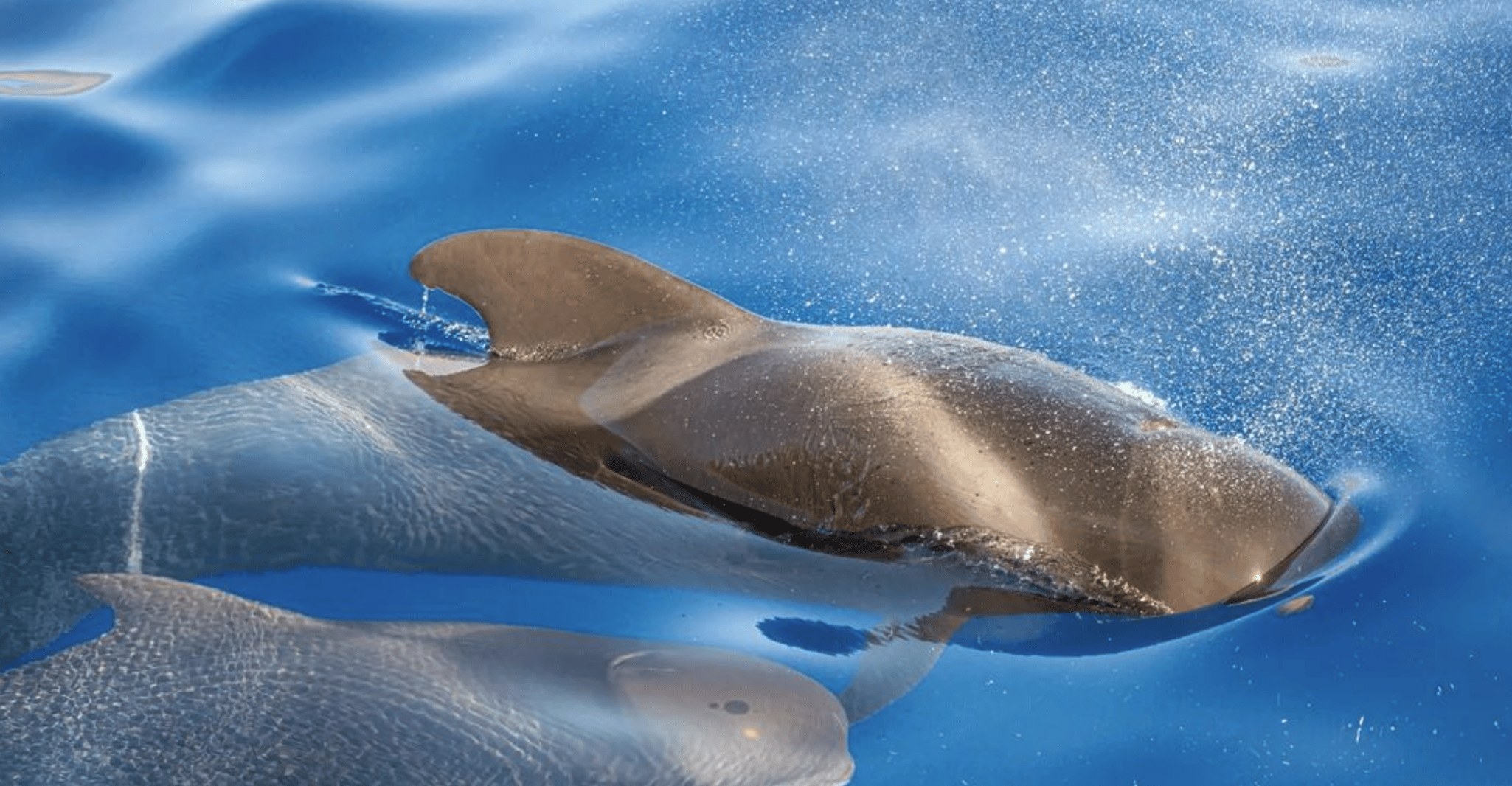 Los Gigantes, 2H Delphin & Walbeobachtungstour auf El Rapido - Hizvo