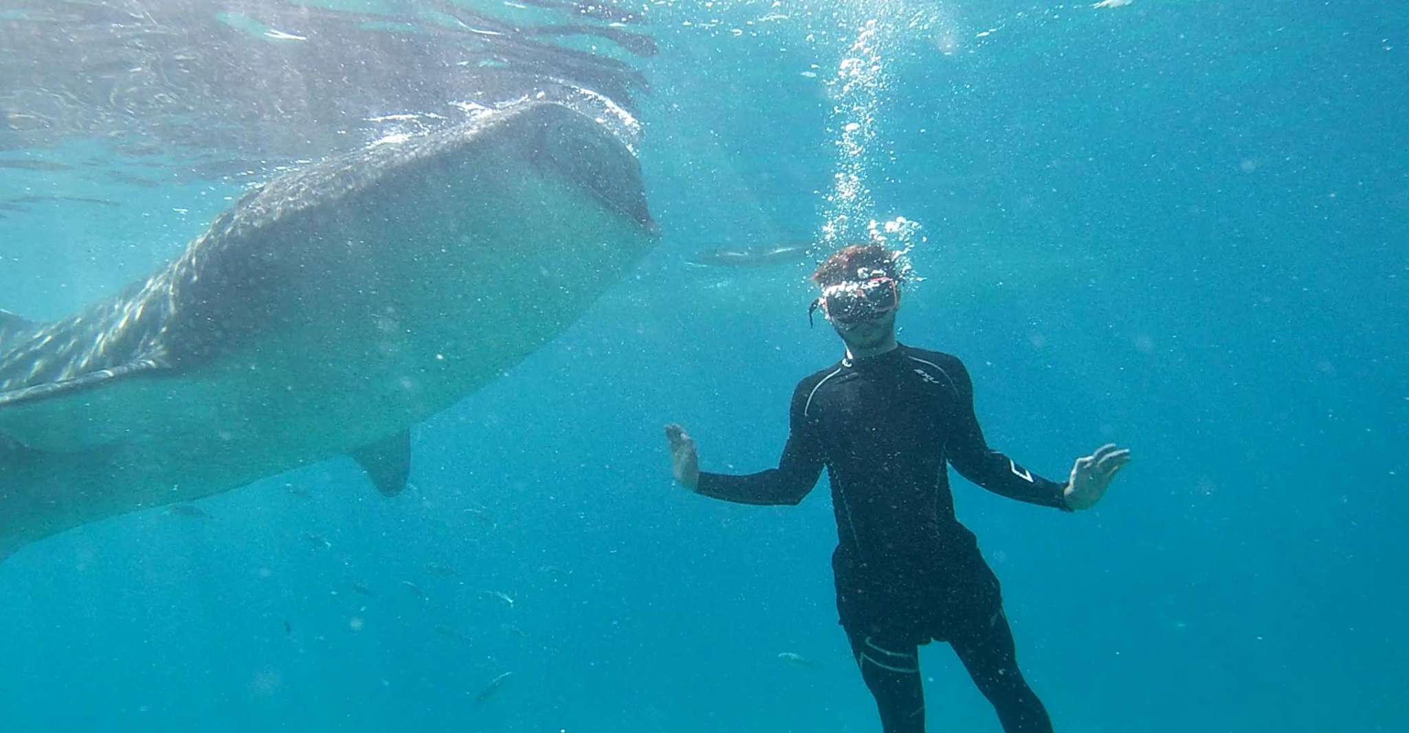 Balleshark Natación y Sardina Run, Tortuga Persiguiendo viaje de un día - Hizvo