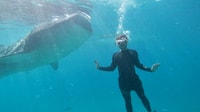 Whaleshark nuoto & Sardine corsa, tartaruga inseguire gita di un giorno - Hizvo