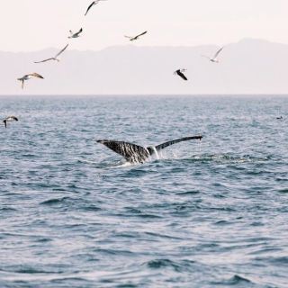 Santa Barbara: Whale Watching Catamaran Cruise with Bar