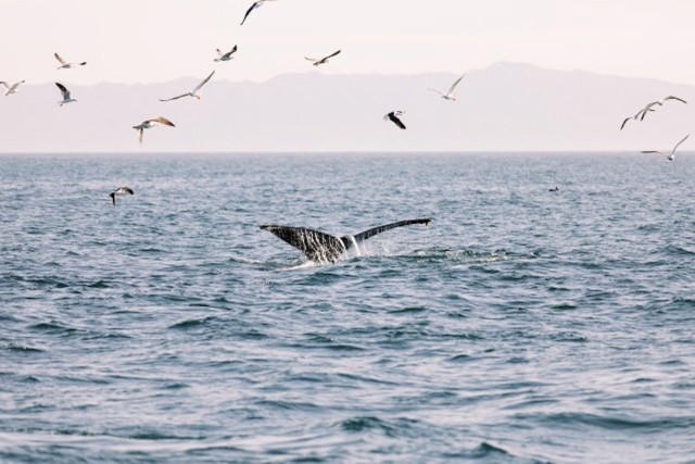 Visit Santa Barbara Whale Watching Catamaran Cruise with Bar in Santa Barbara