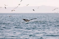 Santa Barbara, Whale Guardare Catamarano Crociera con Bar - Hizvo