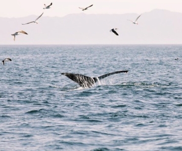 Santa Bárbara: Cruzeiro de Catamarã para Observação de Baleias com Bar