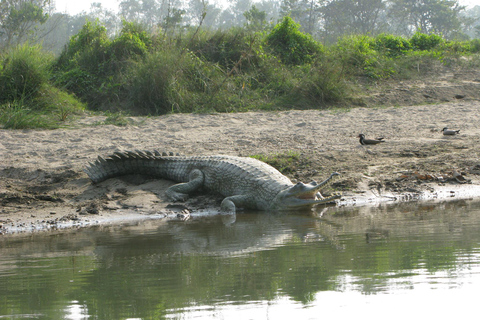 Chitwan Jungle Safari 2 Nuits 3 Jours