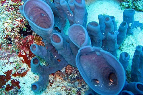 Vanuit Zanzibar Mnemba Eiland-Snorkelen Dagtour met Lunch