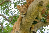 15 Tage Gorilla und Schimpansen Trekking – Big 5 und Natur-Safari - Hizvo